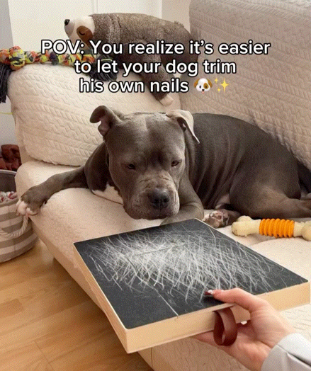 Dog Nail Scratch Board with Treat Box
